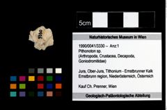 Foto (Objekt + Etikett) von Pithonoton sp.  (NHMW-GEO-1990-0041-3330)